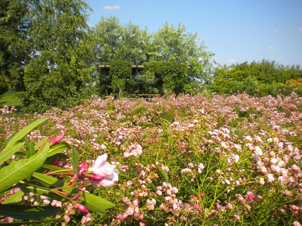 Agriturismo Il Magicorto Cassola Dış mekan fotoğraf