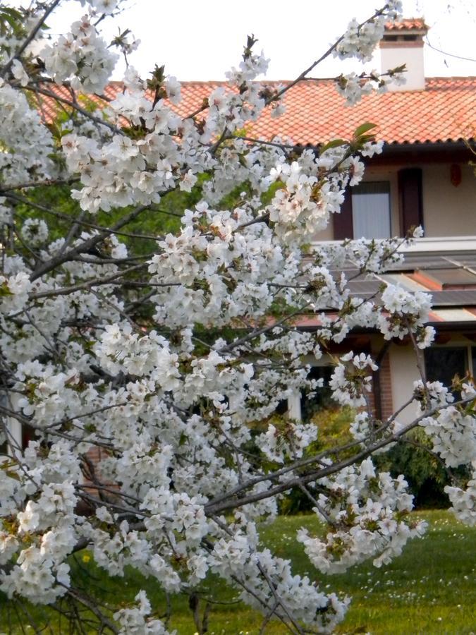 Agriturismo Il Magicorto Cassola Dış mekan fotoğraf